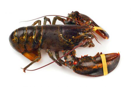 Live Maine Lobster